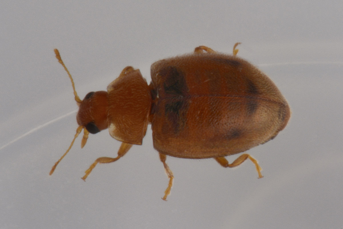 Coccinellidae: Rhyzobius cfr. litura